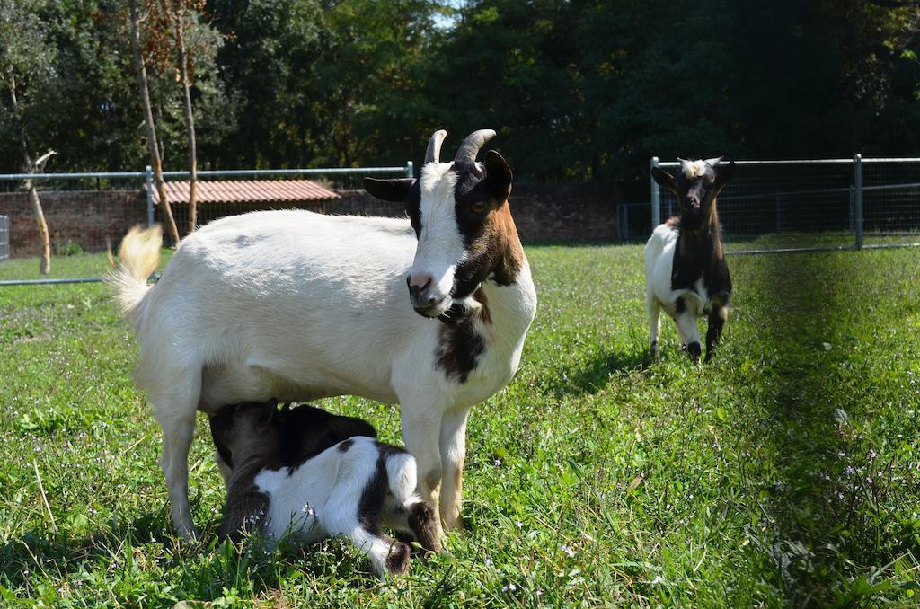 Agriturismo La Fraccina Villa Spino d'Adda Esterno foto